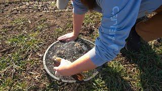 Falconry Trapping a kestrel with a bal-chatri trap   #falconry #wildlife