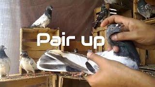 How to pair up pigeons - Successful Breeding Tips of  high flying Pigeons