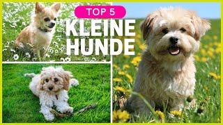 Top 5 kleine Hunderassen  Kleine Hunde zum verlieben 