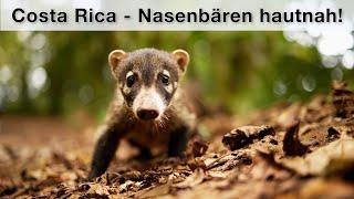 Costa Rica Teil 3 - Tierfotografie im Nebelwald Monte Verde VLOG + Tipps