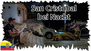 Robben schlafen einfach überall  •  Die Seelöwen von San Cristobal    Galapagos Reise 06