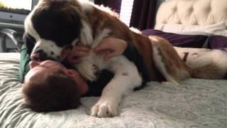 Sully the Saint Bernard - Being Needy Original