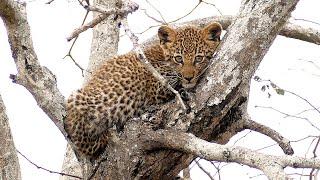 Cute Leopard Cub With Its Own Bushbuck Kill up a Tree