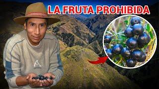 La Machamacha ¿fruta maldita de los Andes?