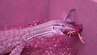 Sand Monitor eats a couple more button quail