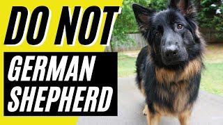 10 Reasons You SHOULD NOT Get a German Shepherd Dog