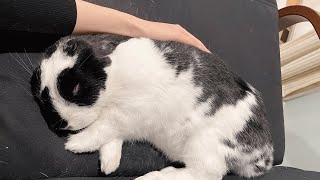 Woman spends months convincing adopted bunny to cuddle her
