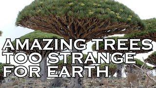 Top 10 Amazing Trees To Strange for Earth