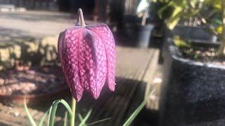 Fritillaria Meleagris the snake’s head fritillary a longer look at these pretty Spring bulbs