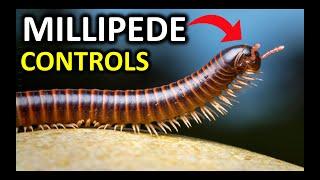 How to Get Rid of Millipedes in Your Home NATURALLY