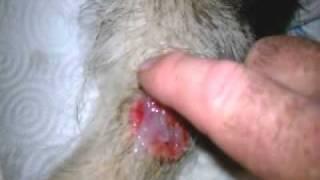 K9 Arko Wound Part 2. Irrigating Cleaning Healing Wrapping.