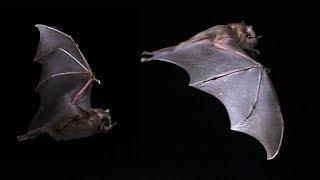 Bats - Mind blowing flying Capabilities in slow motion