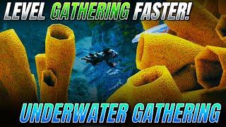 EVERYTHING Underwater Gathering Guide For Black Desert Online