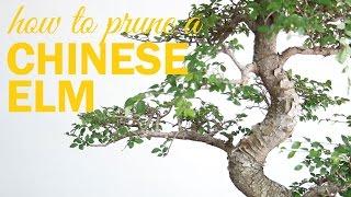 How to Prune a Chinese Elm Bonsai  2 Key Techniques