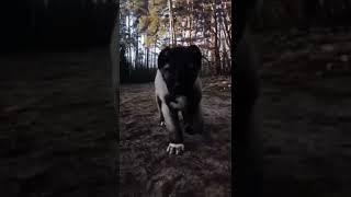 Kangal  Beast transformation  #shorts