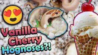 Fancy Baby Hognose Snakes Hatching