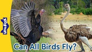 Not All Birds Can Fly Wild turkeys can fly but penguins and ostriches cant. Meet the big birds.