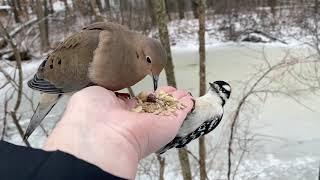 Hand-feeding Birds in Slow Mo - Mourning Dove Downy Woodpecker