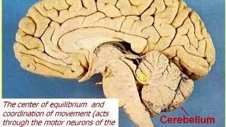 Nervous system - 2. Brain. Video-lecture by Zimatkin 12