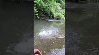 HUGE FISH EATS FLY AT BANK UNREAL #shorts #outdoors #fishing #trout