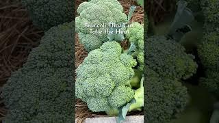 Belstar broccoli can take the heat and the cold #shorts #gardening
