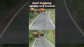 Wild elephants Detoured a government bus near udhagai  Shorts  Sun News