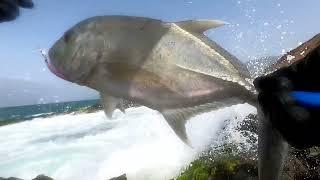 Giant Trevally @ new fishing spot in Oman  JoelLabrador