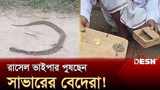 রাসেল ভাইপার পুষছেন সাভারের বেদেরা  Russells Viper  Snake  News  Desh TV