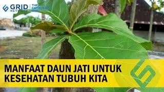 Manfaat Daun Jati Untuk Kesehatan