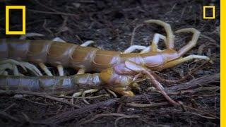 Eating Myself Giant Centipede  National Geographic