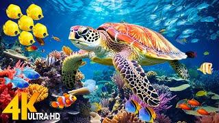 NEW 11HR Stunning 4K Underwater Footage  Rare & Colorful Sea Life Video - Relaxing Sleep Music #6