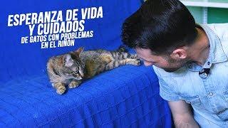 ¿Cuál es la esperanza de vida de un gato con enfermedad renal crónica?