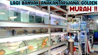 ARWANA GOLDEN MURAH‼️UPDATE HARGA ARWANA  PASAR IKAN HIAS JATINEGARA‼️