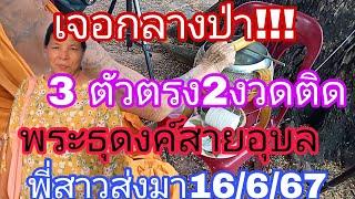 ชุด3ตัวตรงพระธุดงค์สายป่าอุบลมาแรงมาก16667