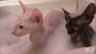 Hairless Kitty Bath  Too Cute