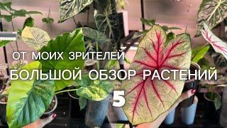 Большой обзор растений от моих зрителей 5