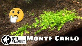 Growing a Monte Carlo Carpet with  Saltwater Aquarium Lighting Planted Tank with Saltwater Lights