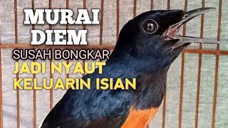 SUARA MURAI BATU GACOR MEMANCING EMOSI BIKIN NYAUT IKUT BUNYI GACOR BONGKAR ISIAN  PANCINGAN MURAI