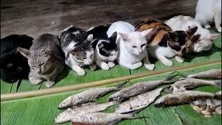 KULTUM  MEMBAHAS MASALALU KUCING PETANI