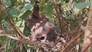 #EP20. Spotted Dove birds Feed the baby in the nest well  Review Bird Nest 