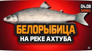 Белорыбица на живца рыбалка на реке Ахтуба — Русская Рыбалка 4