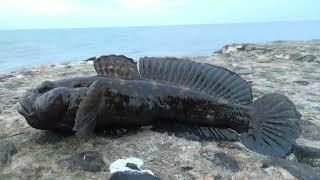 Ловим бычка в марте.Как ловить бычка в марте?We catch goby in March. How to fish for goby in spring?