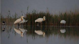 IRAN  Hirm wetland  The life of migratory birds near the village
