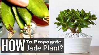 Jade Plant Propagation from Cuttings Crassula Ovata