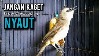 trucukan gacor TARUNG ROPEL PANJANG pancingan trucukan agar bunyi jadikan burung trucuk gacor NYAUT