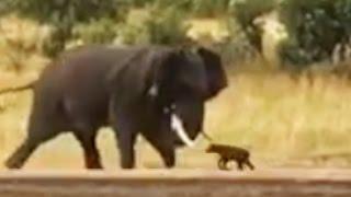 Baby Buffalo Shows Elephant Whos Boss