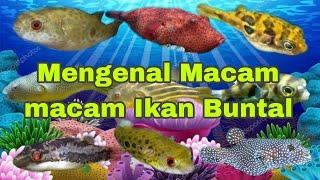 Mengenal Macam macam Ikan Buntal