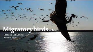 Wildlife of Iran Migrating Birds حیات وحش ایران پرندگان مهاجر