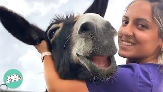 Donkeys Can’t Stop Smiling When Woman Hugs Them  Cuddle Buddies