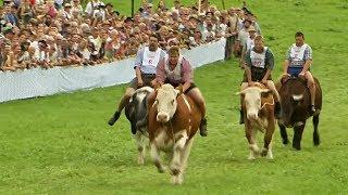 Скачки на быках в Баварии привлекли тысячи зрителей новости